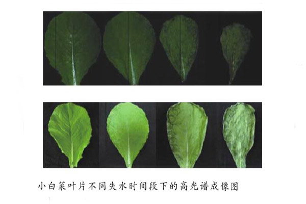 葉片失水檢測(cè)